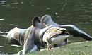 Click image for larger version. 

Name:	Fighting greylags.jpg 
Views:	307 
Size:	33.8 KB 
ID:	19311