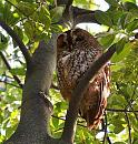 Click image for larger version. 

Name:	Wild Tawney Owl.jpg 
Views:	276 
Size:	77.3 KB 
ID:	19333