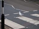 Click image for larger version. 

Name:	Gull crossing.jpg 
Views:	313 
Size:	101.8 KB 
ID:	19344