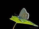 Click image for larger version. 

Name:	Common Blue butterfly.jpg 
Views:	289 
Size:	44.0 KB 
ID:	19389