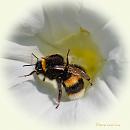 Click image for larger version. 

Name:	Buff-tail Bumblebee.jpg 
Views:	301 
Size:	56.5 KB 
ID:	19415