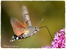 Click image for larger version. 

Name:	Hummingbird hawk-moth DSC_0249.jpg 
Views:	187 
Size:	58.4 KB 
ID:	19445