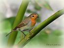 Click image for larger version. 

Name:	female Robin DSC_0118.jpg 
Views:	150 
Size:	53.2 KB 
ID:	19451