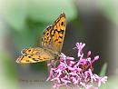 Click image for larger version. 

Name:	Wall Brown DSC_0235.jpg 
Views:	144 
Size:	64.6 KB 
ID:	19452