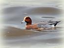 Click image for larger version. 

Name:	Male Wigeon.jpg 
Views:	357 
Size:	39.2 KB 
ID:	19481