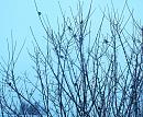 Click image for larger version. 

Name:	Birds on field maple.JPG 
Views:	364 
Size:	427.6 KB 
ID:	19497