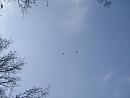 Click image for larger version. 

Name:	Red Kite over Culzean.jpg 
Views:	355 
Size:	128.4 KB 
ID:	19506