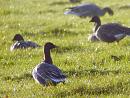 Click image for larger version. 

Name:	Pink-footed Goose.jpg 
Views:	246 
Size:	422.9 KB 
ID:	1954