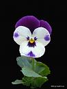 Click image for larger version. 

Name:	Grumpy Pansy.jpg 
Views:	307 
Size:	40.2 KB 
ID:	19540
