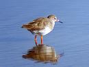 Click image for larger version. 

Name:	Common Redshank.jpg 
Views:	329 
Size:	294.1 KB 
ID:	1956