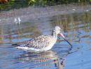 Click image for larger version. 

Name:	Bar-tailed Godwit.jpg 
Views:	222 
Size:	277.3 KB 
ID:	1957