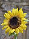 Click image for larger version. 

Name:	Sunflower.jpg 
Views:	293 
Size:	79.4 KB 
ID:	19571