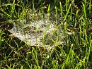 Click image for larger version. 

Name:	Cobwebs on grass.JPG 
Views:	156 
Size:	558.7 KB 
ID:	19585