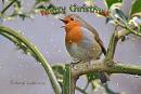 Click image for larger version. 

Name:	Postcard Christmas.jpg 
Views:	190 
Size:	52.3 KB 
ID:	19618