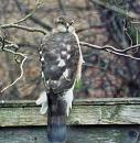 Click image for larger version. 

Name:	Sparrowhawk (f) for TVB 1.JPG 
Views:	199 
Size:	320.3 KB 
ID:	19620