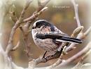 Click image for larger version. 

Name:	Long-tailed tit.jpg 
Views:	208 
Size:	57.4 KB 
ID:	19631