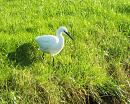 Click image for larger version. 

Name:	Little Egret 05 for email.JPG 
Views:	268 
Size:	532.6 KB 
ID:	19632
