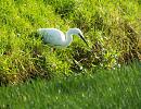 Click image for larger version. 

Name:	Little Egret 06 for email.JPG 
Views:	255 
Size:	472.0 KB 
ID:	19633
