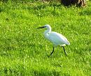 Click image for larger version. 

Name:	Little Egret 16 for email.JPG 
Views:	258 
Size:	483.7 KB 
ID:	19634