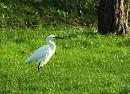 Click image for larger version. 

Name:	Little Egret 20 for email.JPG 
Views:	247 
Size:	501.5 KB 
ID:	19635
