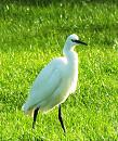 Click image for larger version. 

Name:	Little Egret 26 for email.JPG 
Views:	251 
Size:	434.6 KB 
ID:	19636