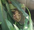 Click image for larger version. 

Name:	Tiny frog in planter 4 - TVB.jpg 
Views:	323 
Size:	172.5 KB 
ID:	19706