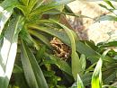 Click image for larger version. 

Name:	Tiny frog in planter 7 TVB.jpg 
Views:	328 
Size:	235.3 KB 
ID:	19707