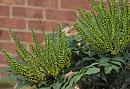 Click image for larger version. 

Name:	Mahonia.JPG 
Views:	312 
Size:	339.2 KB 
ID:	19721