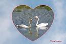 Click image for larger version. 

Name:	Swans in  Heart Post card.jpg 
Views:	378 
Size:	42.9 KB 
ID:	19728