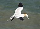 Click image for larger version. 

Name:	Gannet-flight-P5058324.JPG 
Views:	401 
Size:	136.4 KB 
ID:	19748