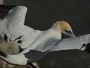 Click image for larger version. 

Name:	Gannet-P5058352.JPG 
Views:	373 
Size:	156.8 KB 
ID:	19749