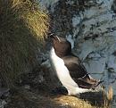Click image for larger version. 

Name:	Razorbill-2-P5058377.JPG 
Views:	382 
Size:	463.1 KB 
ID:	19752