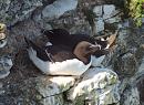 Click image for larger version. 

Name:	Sleeping-Razorbill-P5058373.JPG 
Views:	367 
Size:	330.1 KB 
ID:	19753