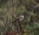 Click image for larger version. 

Name:	Whitethroat-P5068605.JPG 
Views:	356 
Size:	114.3 KB 
ID:	19754