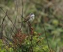 Click image for larger version. 

Name:	Whitethroat-P5068613.JPG 
Views:	376 
Size:	144.7 KB 
ID:	19755