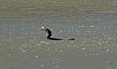 Click image for larger version. 

Name:	Cormorant-P5047865.JPG 
Views:	364 
Size:	88.7 KB 
ID:	19757