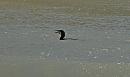 Click image for larger version. 

Name:	Cormorant-P5047869.JPG 
Views:	390 
Size:	91.0 KB 
ID:	19758