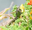 Click image for larger version. 

Name:	lizard.JPG 
Views:	319 
Size:	105.8 KB 
ID:	19768