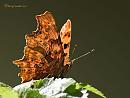 Click image for larger version. 

Name:	Comma Butterfly.jpg 
Views:	303 
Size:	65.3 KB 
ID:	19787