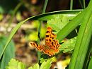 Click image for larger version. 

Name:	Comma Butterfly.JPG 
Views:	343 
Size:	203.0 KB 
ID:	19797