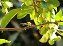 Click image for larger version. 

Name:	Grumpy-looking Dragonfly.JPG 
Views:	310 
Size:	203.9 KB 
ID:	19798