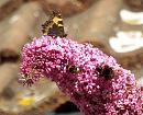 Click image for larger version. 

Name:	Tortoiseshell and 2 Bumble Bees.JPG 
Views:	336 
Size:	218.0 KB 
ID:	19799