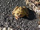 Click image for larger version. 

Name:	common frog.jpg 
Views:	194 
Size:	365.7 KB 
ID:	1982