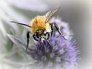 Click image for larger version. 

Name:	Carder Bumblebee.jpg 
Views:	400 
Size:	51.9 KB 
ID:	19824