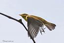 Click image for larger version. 

Name:	Willow warbler.jpg 
Views:	310 
Size:	41.3 KB 
ID:	19835