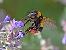 Click image for larger version. 

Name:	a Garden Bumblebee.jpg 
Views:	313 
Size:	57.2 KB 
ID:	19847