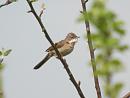 Click image for larger version. 

Name:	whitethroat1.jpg 
Views:	228 
Size:	230.1 KB 
ID:	199