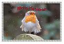 Click image for larger version. 

Name:	Christmas Robin.jpg 
Views:	317 
Size:	90.7 KB 
ID:	19921