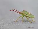 Click image for larger version. 

Name:	Hawthorn_Shield_Bug_Acanthosoma_haemorrhoidale_DSC_0033.jpg 
Views:	328 
Size:	40.3 KB 
ID:	19936