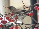 Click image for larger version. 

Name:	Fieldfare for TVB.jpg 
Views:	349 
Size:	199.6 KB 
ID:	19943